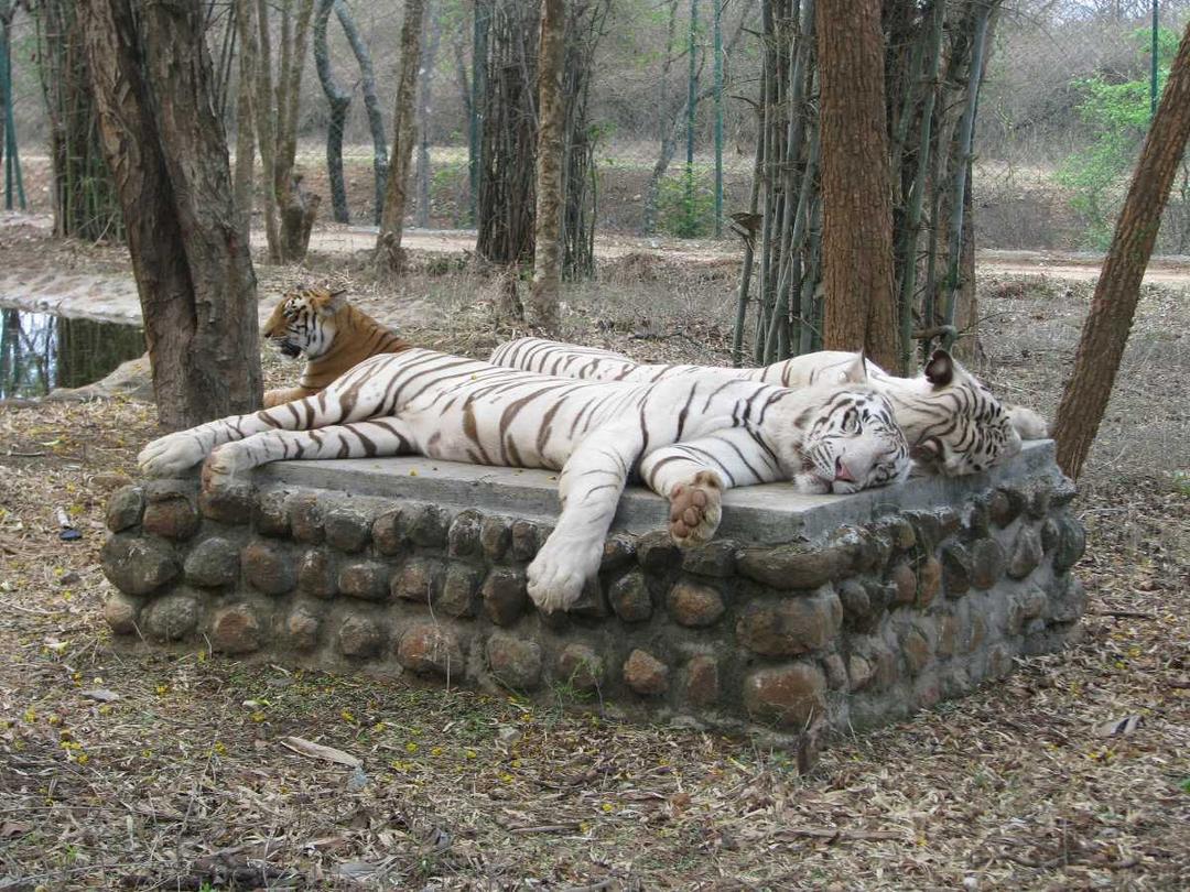 Bannerughatta Biological Park