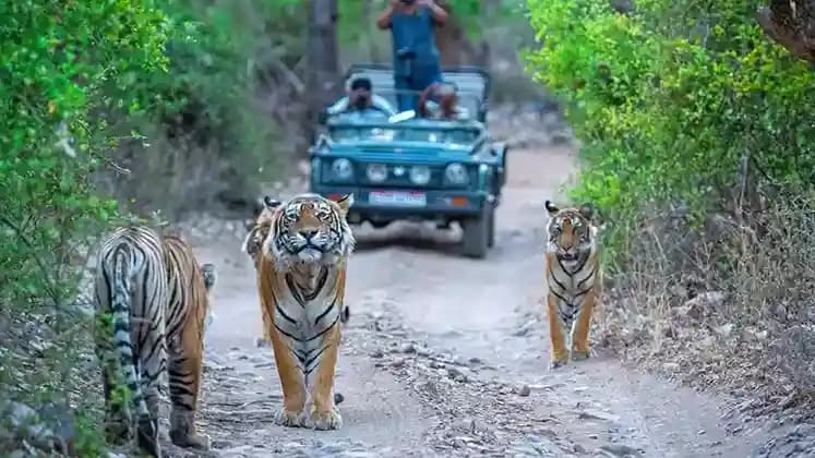 Jim Corbett